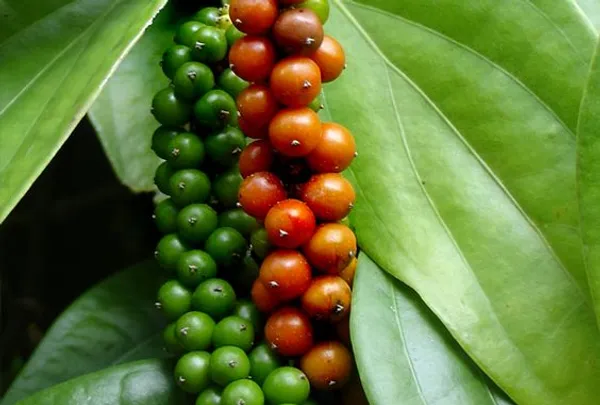Black_Pepper,_Golmorich_Healthy__Plant