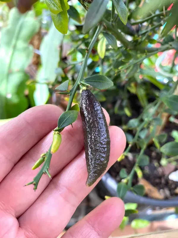 Black_Finger_Lemon_/Australian_Variety