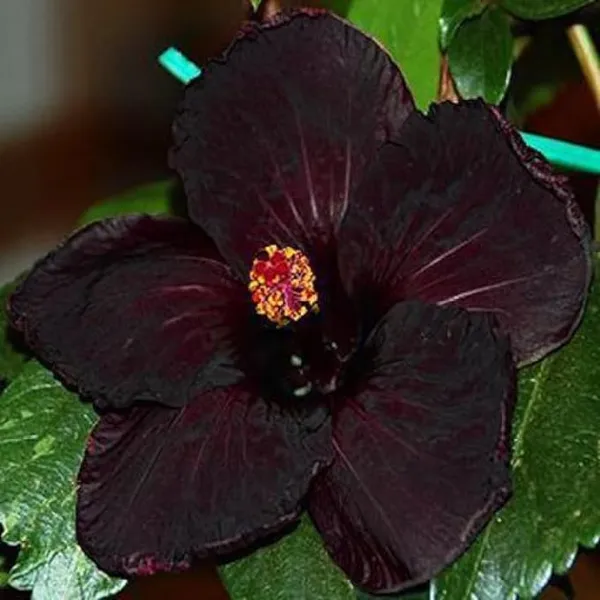 Black_Joba_Plant_-_Out_Door_Plant