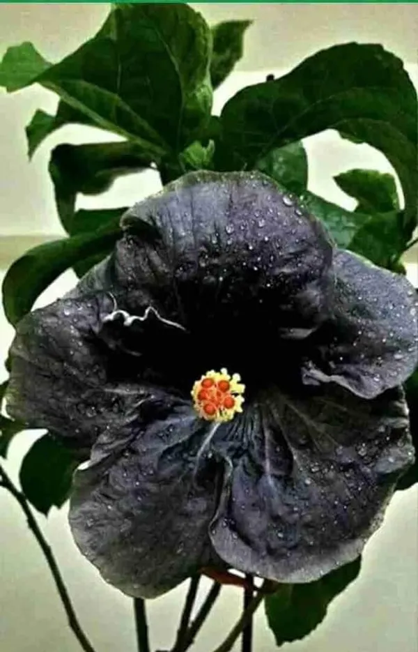 Black_Joba_Plant_-_Out_Door_Plant