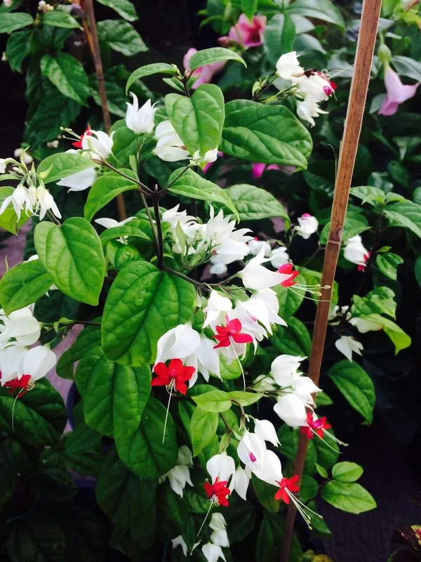 Bleeding_Heart_Vine_(Clerodandrum_Thomsoniae)_Creepers_&_Climbers_Flower_Plant