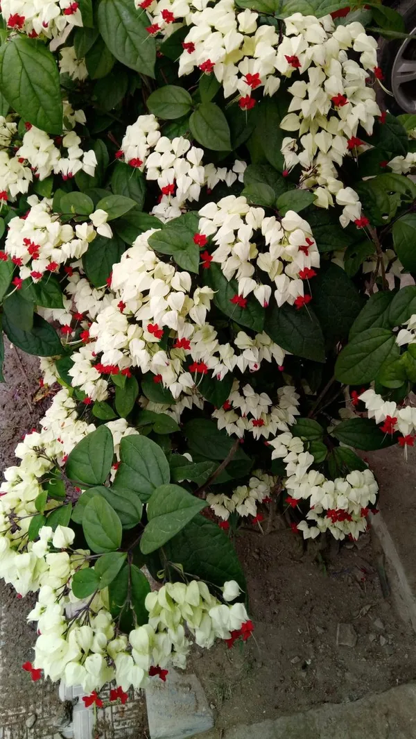 Bleeding_Heart_Vine_(Clerodandrum_Thomsoniae)_Creepers_&_Climbers_Flower_Plant