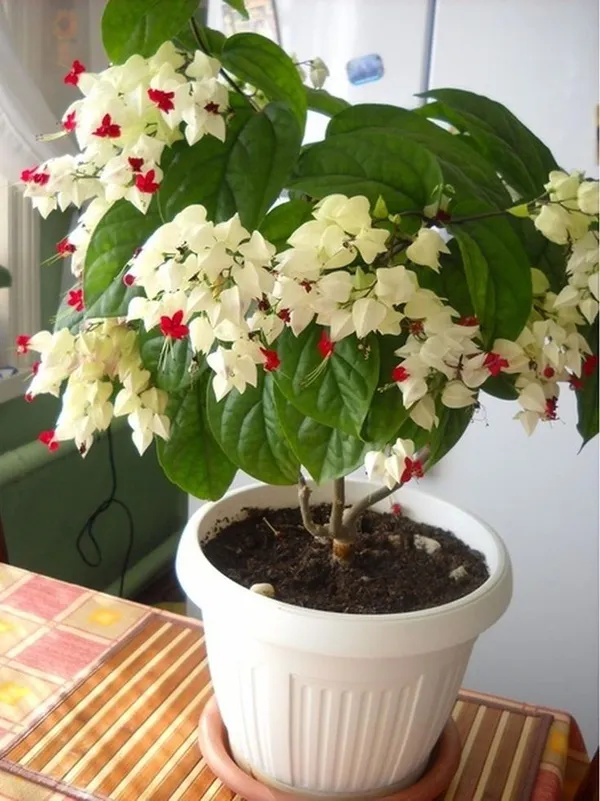 Bleeding_Heart_Vine_(Clerodandrum_Thomsoniae)_Creepers_&_Climbers_Flower_Plant