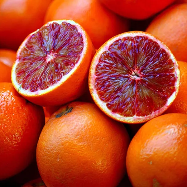 Blood_Red_Orange_Grafted_Plant_1_Healthy__Plant