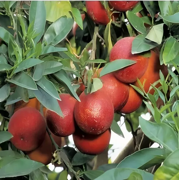 Blood_Red_Orange_Grafted_Plant_1_Healthy__Plant