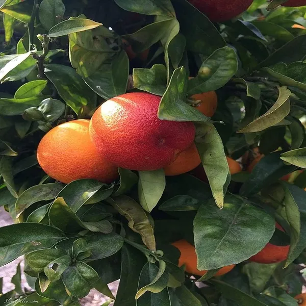 Blood_Red_Orange_Grafted_Plant_1_Healthy__Plant