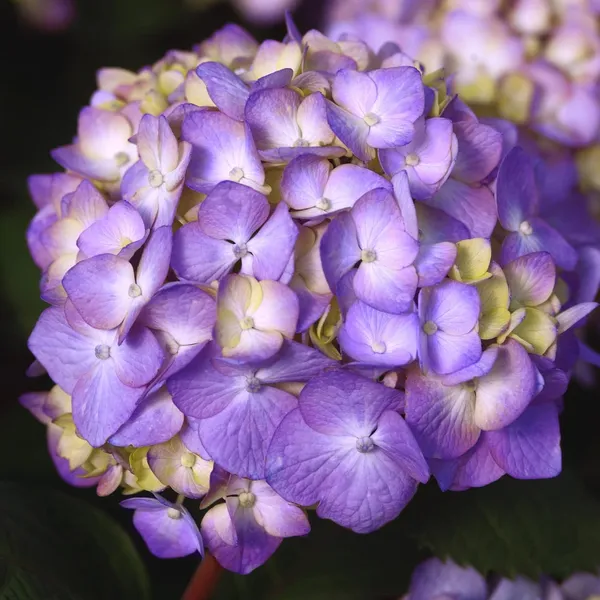 Bloomstruck_Hydrangea,_Pink_And_Purple_Blooms
