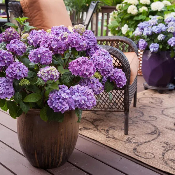 Bloomstruck_Hydrangea,_Pink_And_Purple_Blooms