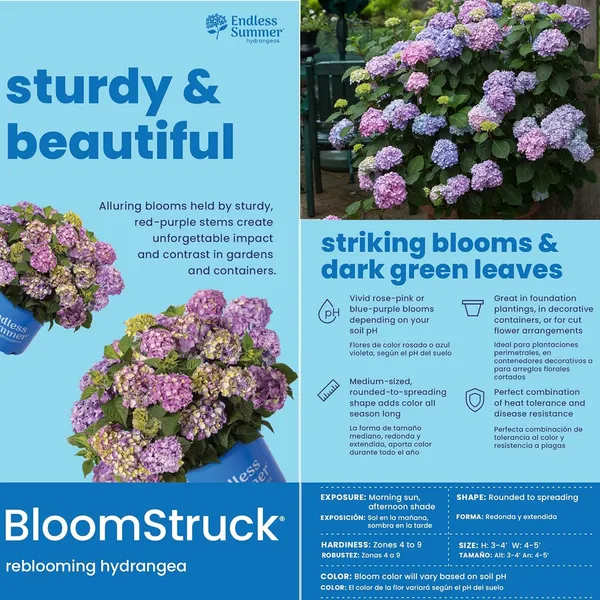 Bloomstruck_Hydrangea,_Pink_And_Purple_Blooms