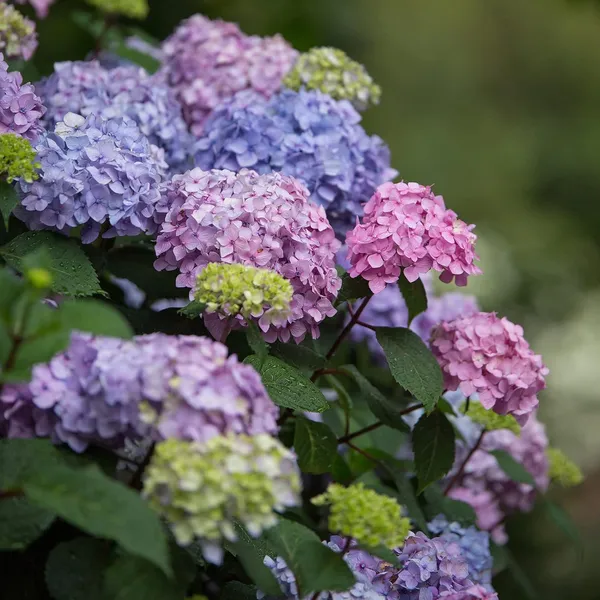 Bloomstruck_Hydrangea,_Pink_And_Purple_Blooms