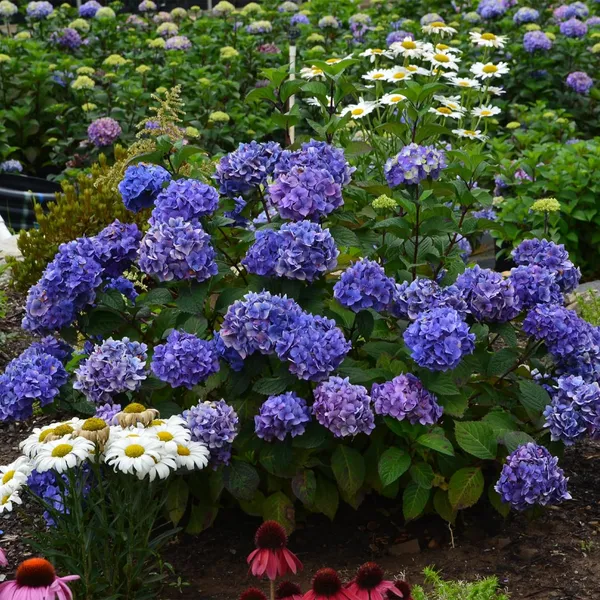Bloomstruck_Hydrangea,_Pink_And_Purple_Blooms