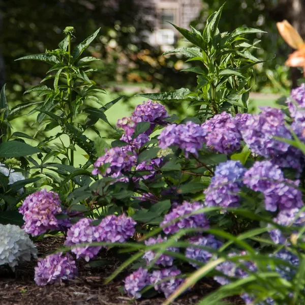 Bloomstruck_Hydrangea,_Pink_And_Purple_Blooms