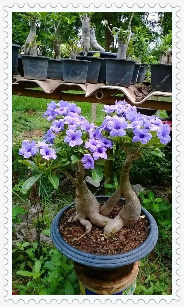 Blue_White_Desert_Rose_Adenium_Flower_Plant