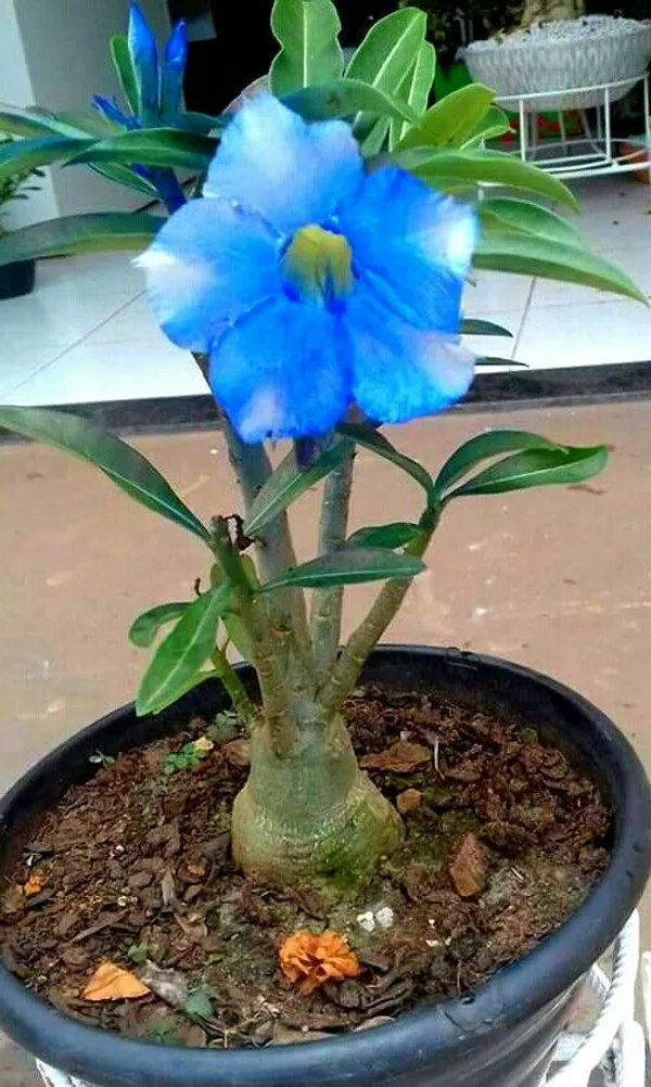 Blue_White_Desert_Rose_Adenium_Flower_Plant