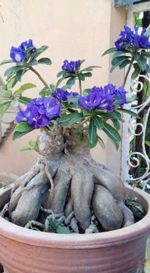 Blue_White_Desert_Rose_Adenium_Flower_Plant