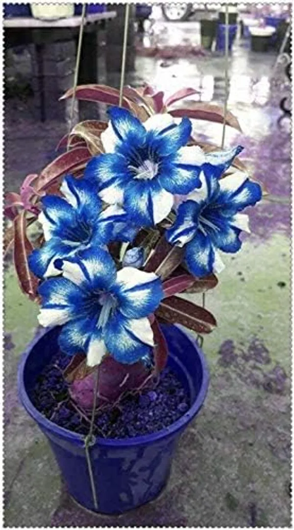 Blue_White_Desert_Rose_Adenium_Flower_Plant