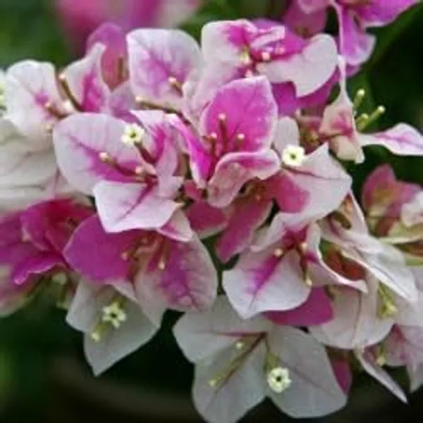 Bougainvallea_Flowering_Plant_For_Home_Gardening_Indoor_Outdoor__Plants_Pink_And_White_Shaded