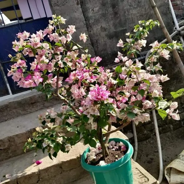 Bougainvallea_Flowering_Plant_For_Home_Gardening_Indoor_Outdoor__Plants_Pink_And_White_Shaded