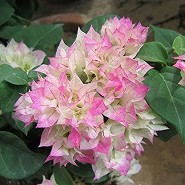 Bougainvallea_Flowering_Plant_For_Home_Gardening_Indoor_Outdoor__Plants_Pink_And_White_Shaded