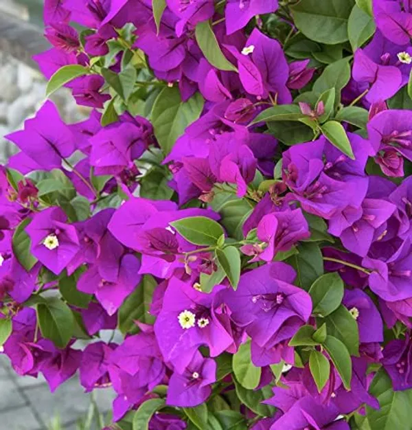 Bougainvillea_Flowering_Plant_For_Home_Gardening_Indoor_Outdoor__Plants_Purple