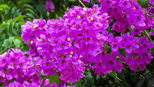 Bougainvillea_Flowering_Plant_For_Home_Gardening_Indoor_Outdoor__Plants_Purple