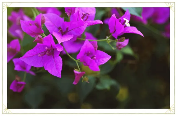 Bougainvillea_Flowering_Plant_For_Home_Gardening_Indoor_Outdoor__Plants_Purple