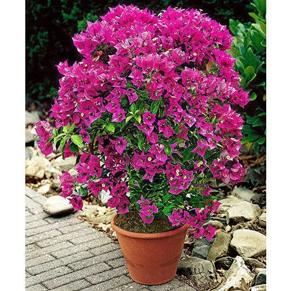 Bougainvillea_Flowering_Plant_For_Home_Gardening_Indoor_Outdoor__Plants_Purple