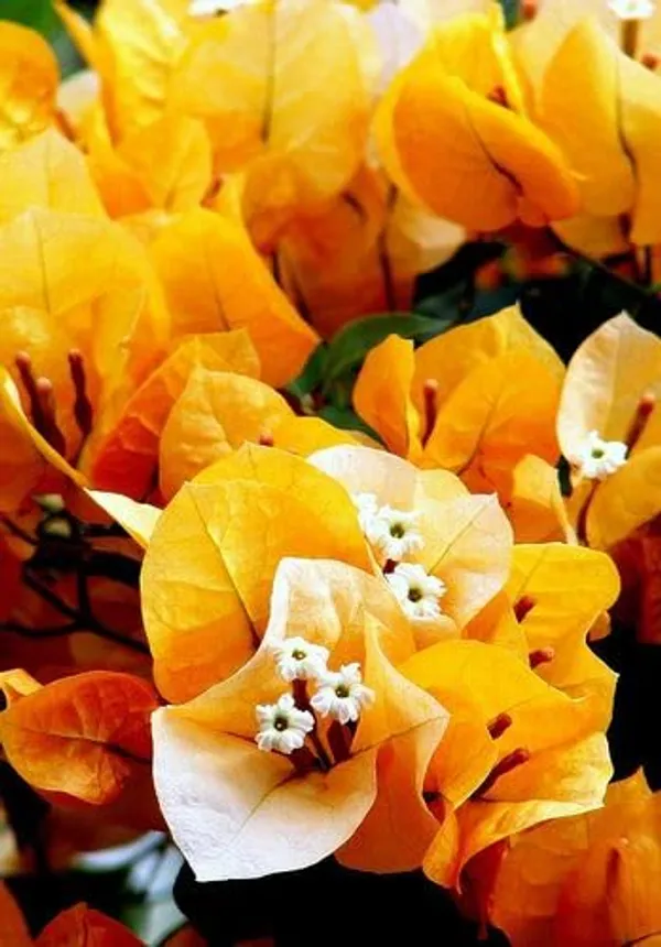 Bougainvillea_Flowering_Plant_For_Home_Gardening_Indoor_Outdoor__Plants_Yellow