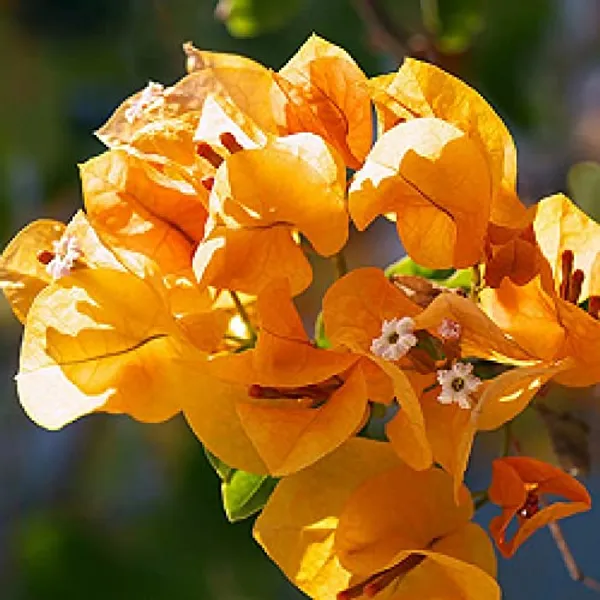 Bougainvillea_Flowering_Plant_For_Home_Gardening_Indoor_Outdoor__Plants_Yellow