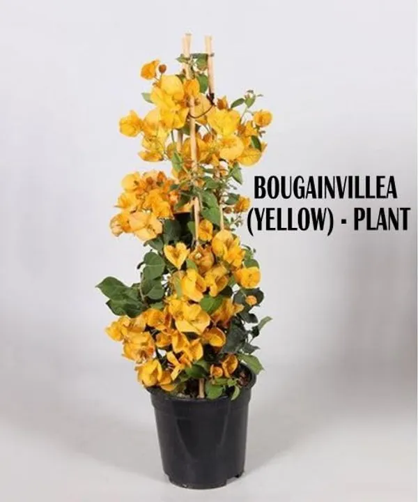 Bougainvillea_Flowering_Plant_For_Home_Gardening_Indoor_Outdoor__Plants_Yellow