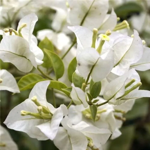 Bougainvallea_Flowering_Plant_For_Home_Gardening_Indoor_Outdoor__Plants_White