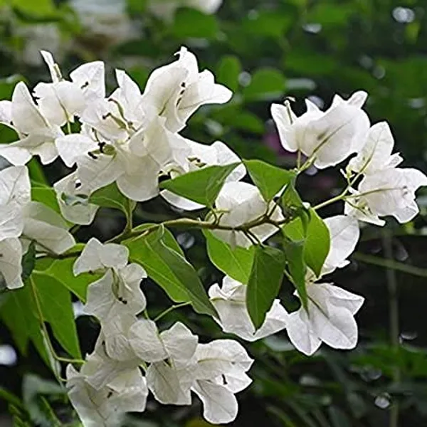 Bougainvallea_Flowering_Plant_For_Home_Gardening_Indoor_Outdoor__Plants_White