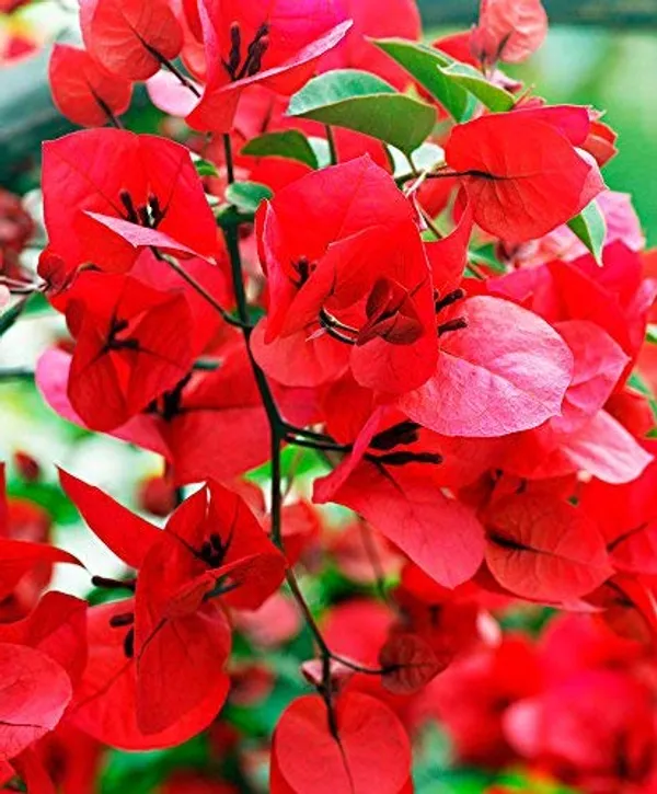 Bougainvillea_Flowering_Plant_For_Home_Gardening_Indoor_Outdoor__Plants_Dark_Red