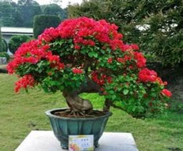 Bougainvillea_Flowering_Plant_For_Home_Gardening_Indoor_Outdoor__Plants_Dark_Red