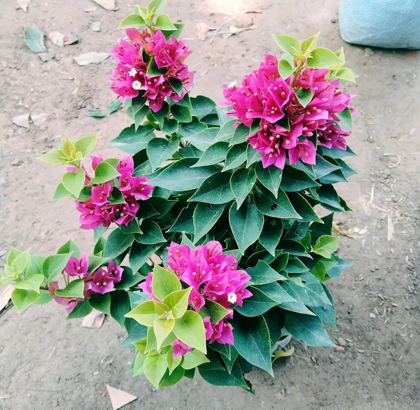 Bougainvillea_Glabra_Pink__Plant_For_Home_Gardening_Indoor_Outdoor_Plants