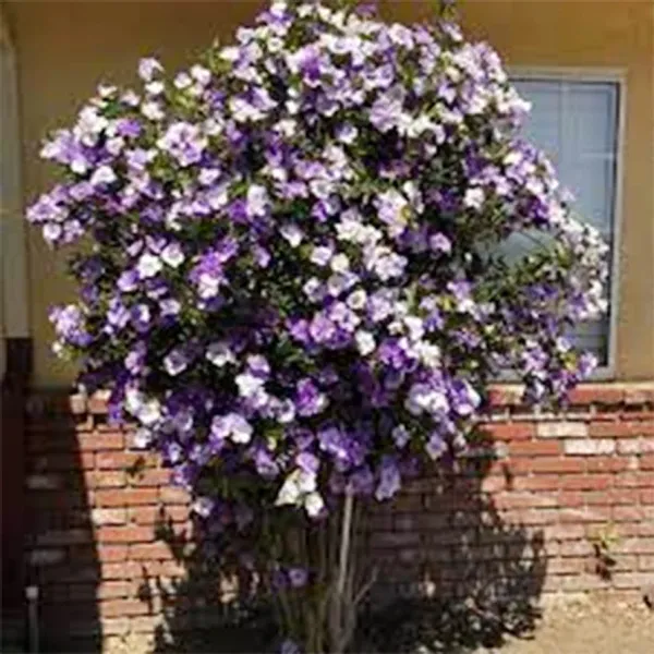 Brunfelsia_Pauciflora_,_Yesterday-Today-And-Tomorrow_Plant,