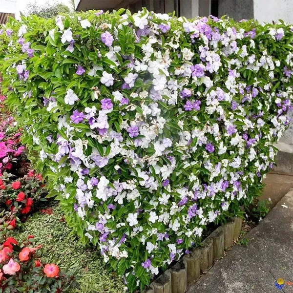 Brunfelsia_Pauciflora_,_Yesterday-Today-And-Tomorrow_Plant,