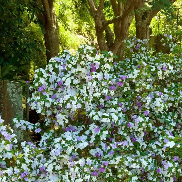 Brunfelsia_Pauciflora_,_Yesterday-Today-And-Tomorrow_Plant,