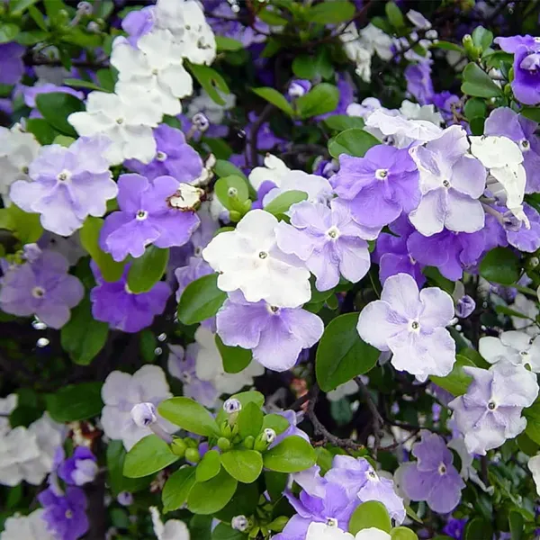 Brunfelsia_Pauciflora_,_Yesterday-Today-And-Tomorrow_Plant,