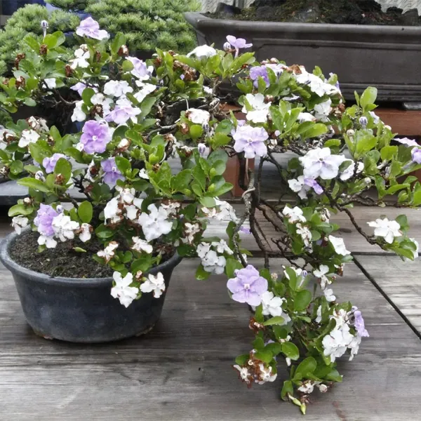 Brunfelsia_Pauciflora_,_Yesterday-Today-And-Tomorrow_Plant,