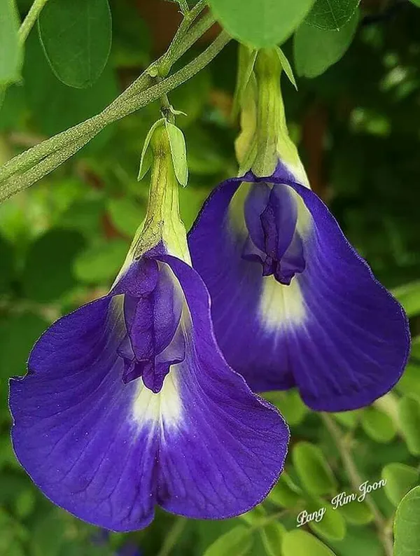 Butterfly_Pea_Flower_Plant