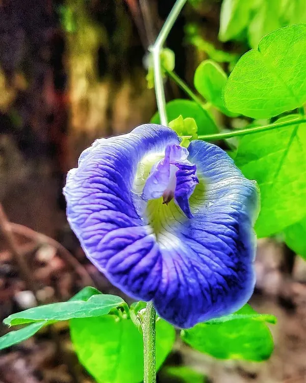 Butterfly_Pea_Flower_Plant