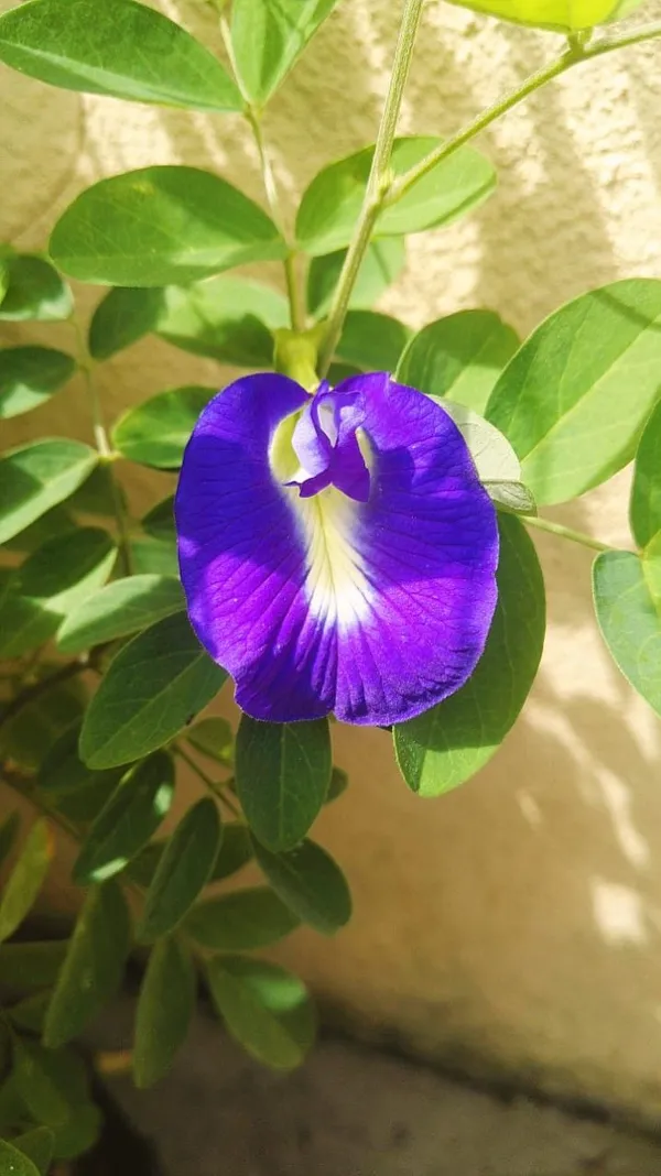 Butterfly_Pea_Flower_Plant