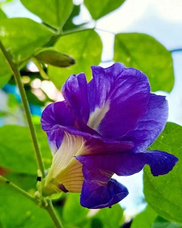 Butterfly_Pea_Flower_Plant