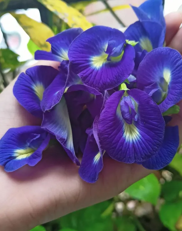 Butterfly_Pea_Flower_Plant