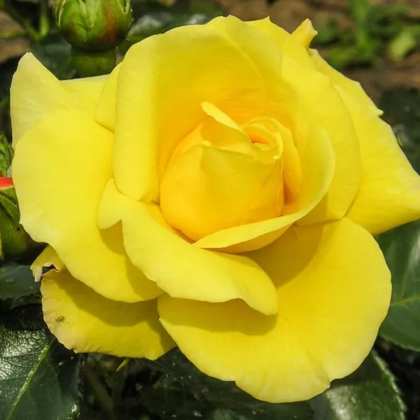 All_American_Magic_Rose_Hybrid_Yellow_Graftad_Outdoor_Rose_Plant_Graftad_Home_Gardening_Outdoor_Indoor__Plants_(Chris_Rose)