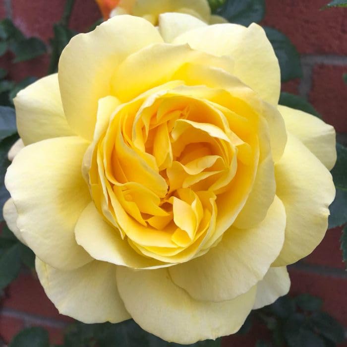 All_American_Magic_Rose_Hybrid_Yellow_Graftad_Outdoor_Rose_Plant_Graftad_Home_Gardening_Outdoor_Indoor__Plants_(Chris_Rose)