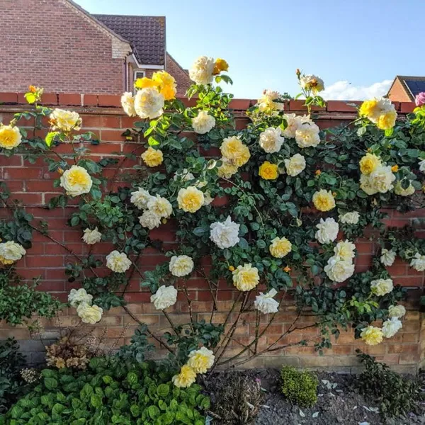 All_American_Magic_Rose_Hybrid_Yellow_Graftad_Outdoor_Rose_Plant_Graftad_Home_Gardening_Outdoor_Indoor__Plants_(Chris_Rose)
