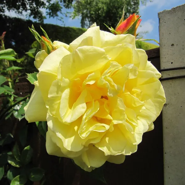 All_American_Magic_Rose_Hybrid_Yellow_Graftad_Outdoor_Rose_Plant_Graftad_Home_Gardening_Outdoor_Indoor__Plants_(Chris_Rose)