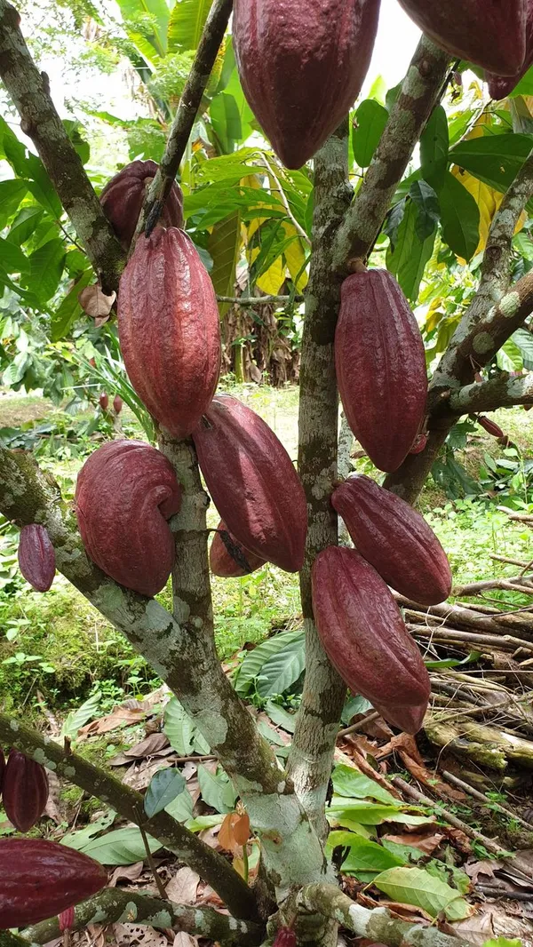 Cacao_Plant_Outdoor_Plant